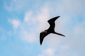Magnificent frigatebird soaring against a blue sky - profile view facing left