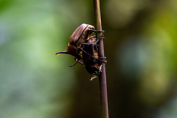Male and female rhinoceros beetles coupling on a plant stalk. With defocused green and brown background
