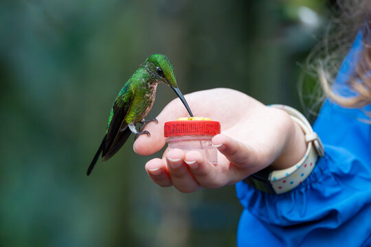 Large green-crowned brilliant hummingbird perched on a child's hand to drink nectar from a small feeder. Close-up view