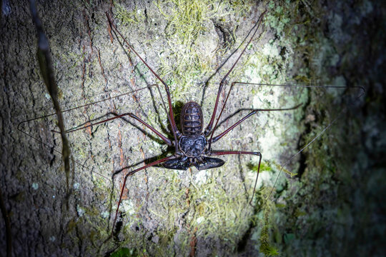 Light shining on a whip spider on a tree trunk at night