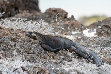 Marine iguana blissfully sleeping on a rock in the Galapagos, surrounded by dried plants