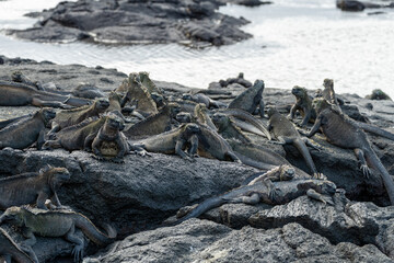 Marine iguanas sprawled out across volcanic rocks in front of a pool of water in the Galapagos