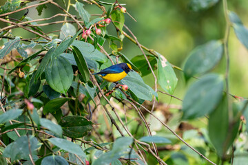 Obraz premium Orange-crowned euphonia perched in the sun on a bush with green leaves and ripe berries