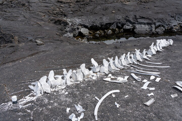 Pilot whale skeleton on volcanic rock. The bleached white bones contrast the dark rock