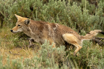 Coyote Pauses To Pee In Sage Brush