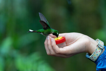 Purple-bibbed whitetip hummingbird perched on a child's fingers while drinking nectar from a handheld feeder © Zach