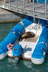 Sea lion asleep on a small dinghy boat underneath a bridge