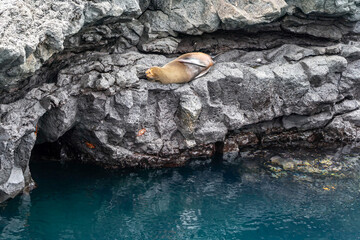 Obraz premium Sea lion fast asleep on its back on a rock wall ledge above clear blue water