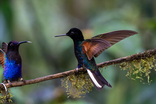 Two velvet-purple coronet hummingbirds facing one another on a branch with tongues extended and wings flapping