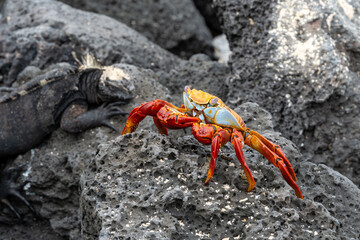 Bightly colored sally lightfoot crab standing on porous volcanic rock with a marine iguana defocused in the background