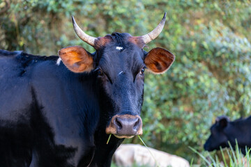 Black bull with horns and alert ears chewing grass with cows in the background