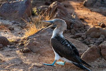 Blue-footed booby facing left in profile, calling with beak open. It is in a sandy area with rocks