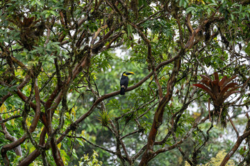 Fototapeta premium Choco toucan perched in a tree branch in the rain, facing to the right