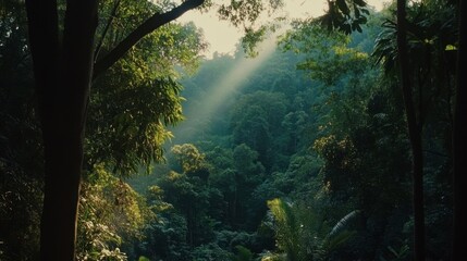 Fototapeta premium Sunlight Filtering Through Dense Green Forest