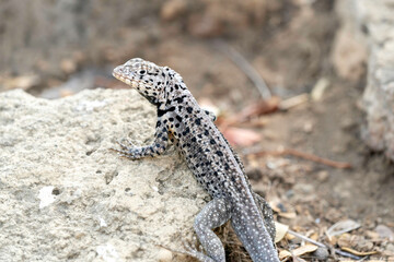 Obraz premium Close-up of a black and white lava lizard in the Galapagos, resting on the side of a lightly colored rock