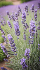 Obraz premium Lavender flowers in the garden in pastel colors 