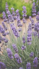 Fototapeta premium Lavender flowers in the garden in pastel colors 