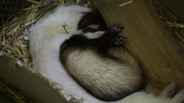 A pair of ferrets sleeping peacefully on straw, showcasing the close bond between the two animals. Ideal for pet or animal-related content.