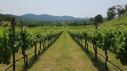 Fototapeta premium Scenic Vineyard Landscape Under Clear Blue Sky