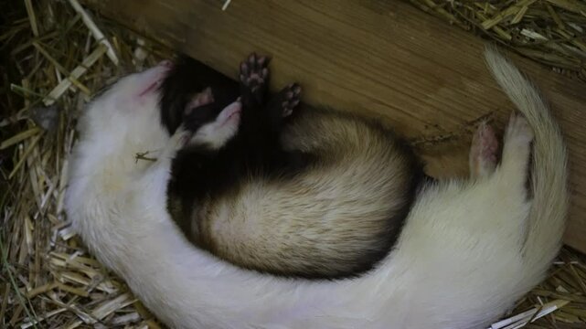 A pair of ferrets sleeping peacefully on straw, showcasing the close bond between the two animals. Ideal for pet or animal-related content.