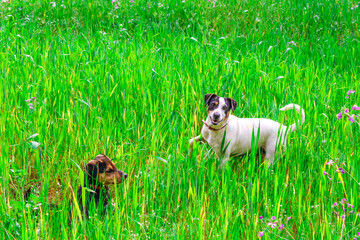 Cauquenes, Chile - October 9, 2024: Chilean Fox Terrier, happy playing with his friend in the field.