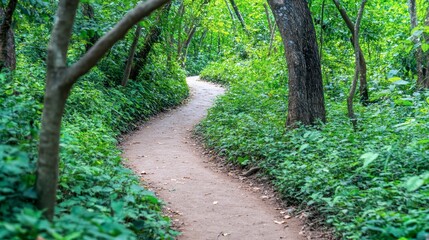 Serene Forest Path Through Lush Greenery