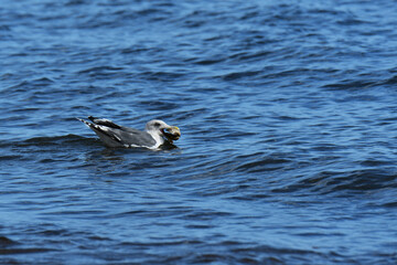 貝をくわえた海上のカモメ