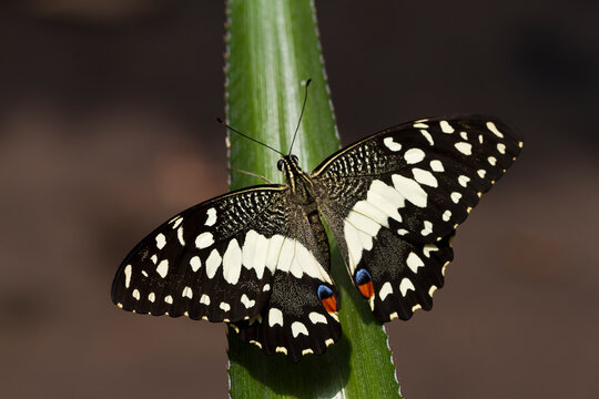 Wild meadow grass and butterfly in spring in nature macro
