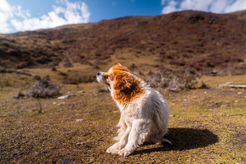 dog in the mountains