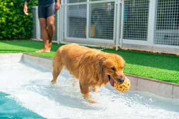 Happy Golden Retriever dog breed swimming and playing with trainer in swimming pool. Domestic dog...