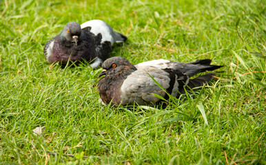 Two pigeons sitting on the lawn
