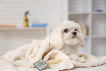 Cute Maltese dog with towel on table in groomer salon