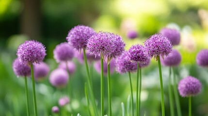 Obraz premium Purple Allium Flowers Blooming in a Summer Garden
