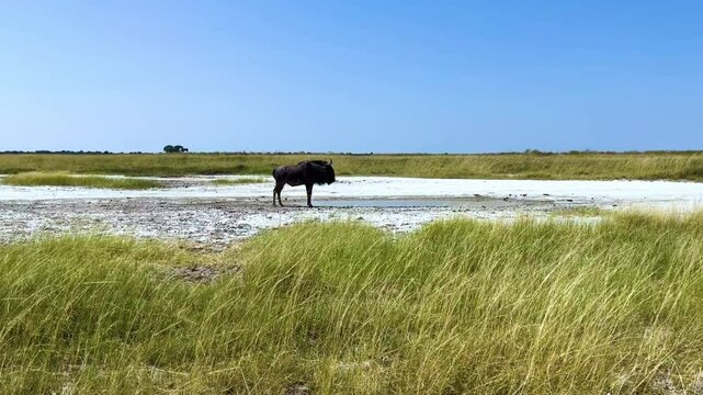 South Africa - Savanna Grassland Sandy Field - Antelope Gnu - LS
