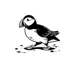 Puffin Hand Drawn vintage Vector Illustration