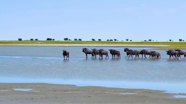 South Africa - Savanna Lake - Antelope Gnu Herd - LS