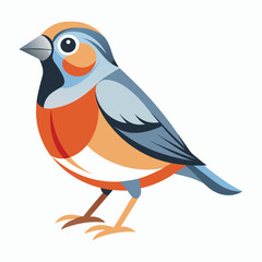 Fototapeta premium finch on white background