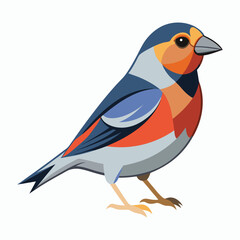 finch on white background