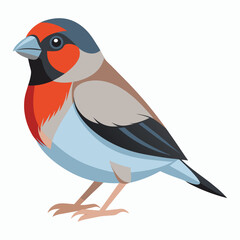 finch on white background