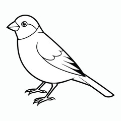 finch on white background