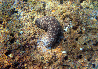 Cotton-spinner sea cucumber - Holothuria sanctori