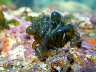 Green bubble algae, underwater photo of this unique sea algae