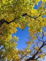 autumn leaves against sky yellow fall foliage