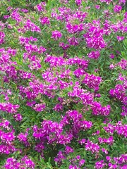 Obraz premium colourful blooming flower botanical garden