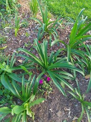 Obraz premium colourful blooming flower botanical garden