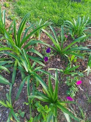 colourful blooming flower botanical garden