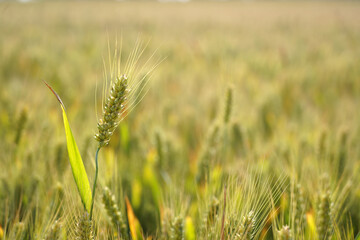 The wheat in the field is ripe