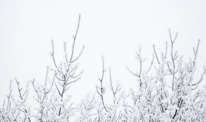 Obraz premium Snow-Covered Branches in a Winter Wonderland