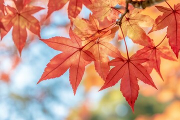 Fototapeta premium Autumn's Embrace: Crimson Maple Leaves Gracefully Swaying in the Gentle Breeze