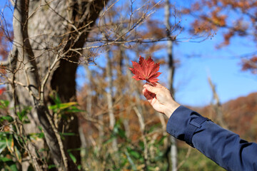 紅葉　秋イメージ　手　女性